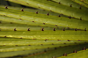 Puya Raimondi