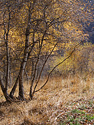 Birkenwald im Malcantone