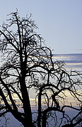 Baum in der Dämmerung