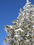 Verschneite Tanne mit Eiszapfen