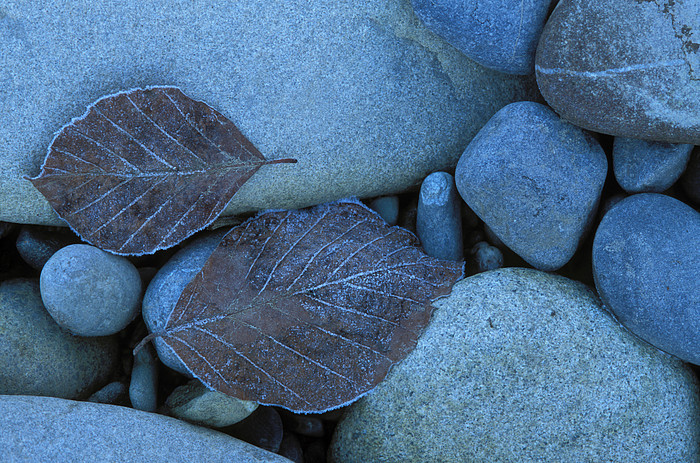 Herbstlaub