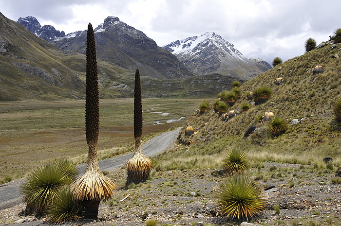 Puya Raimondi