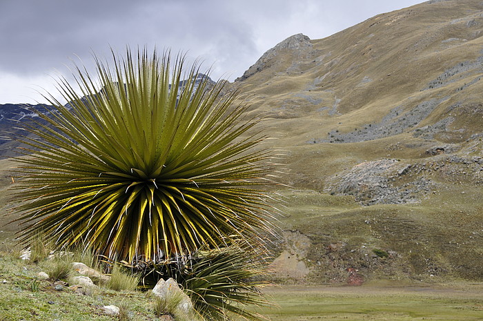 Puya Raimondi