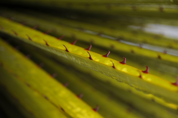 Puya Raimondi