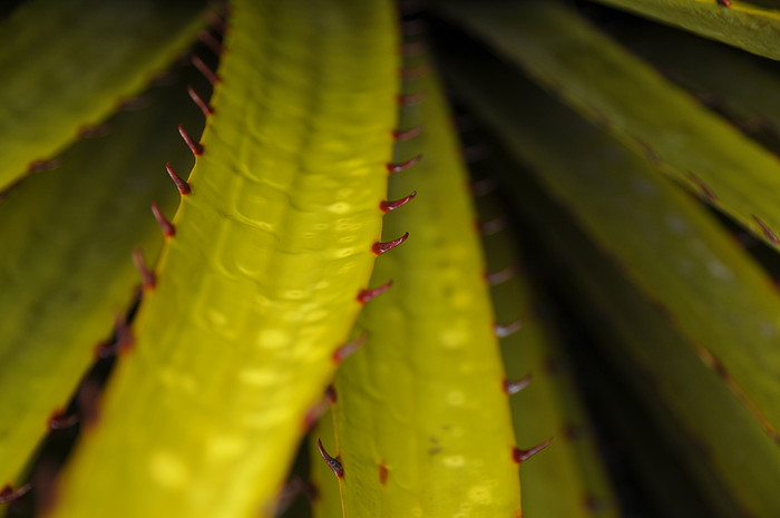 Puya Raimondi