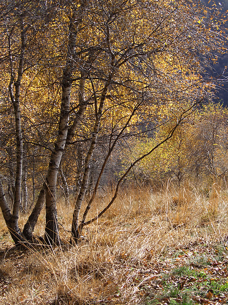 Birkenwald im Malcantone