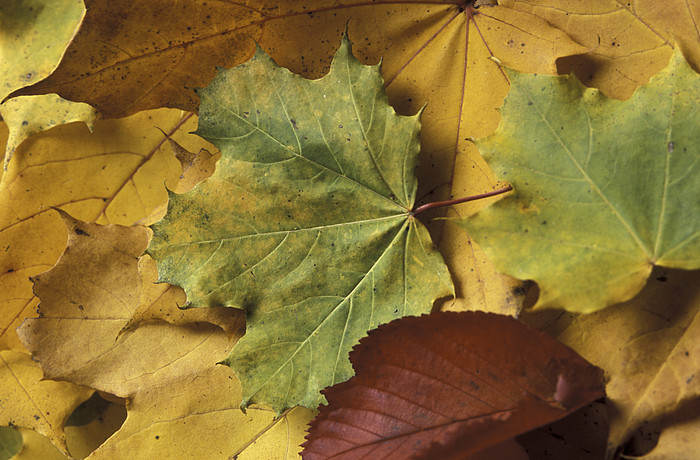 Herbstbltter