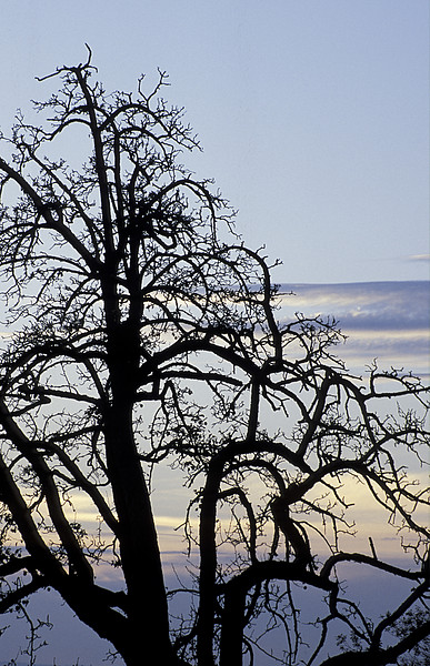 Baum in der Dmmerung