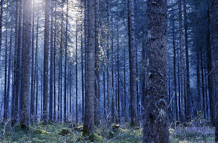 Winterwald