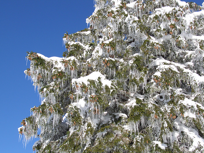 Verschneite Tanne mit Eiszapfen