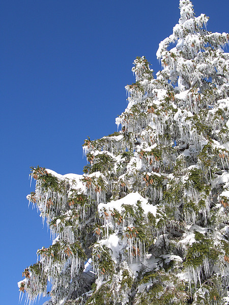 Verschneite Tanne mit Eiszapfen