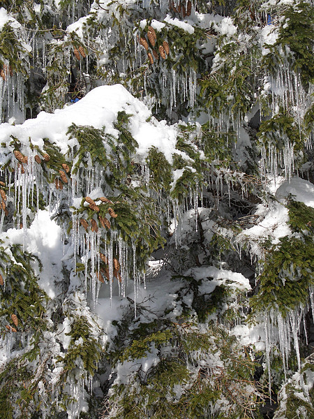 Verschneite Tanne mit Eiszapfen