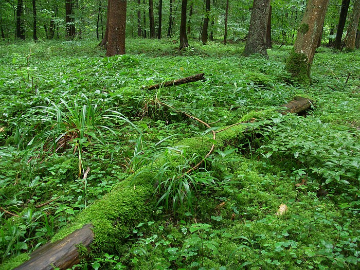 Unterholz im Sihlwald