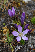 Enziane im P.N. Cotopaxi