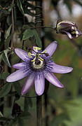 Passiflora