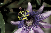 Passiflora