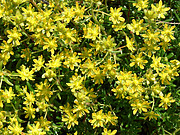 Blumen im Val de Nendaz