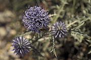 Blaue Kugeldistel