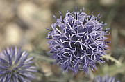 Blaue Kugeldistel