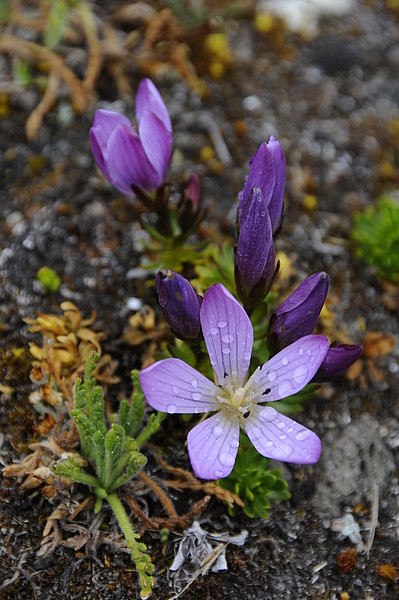 Enziane im P.N. Cotopaxi