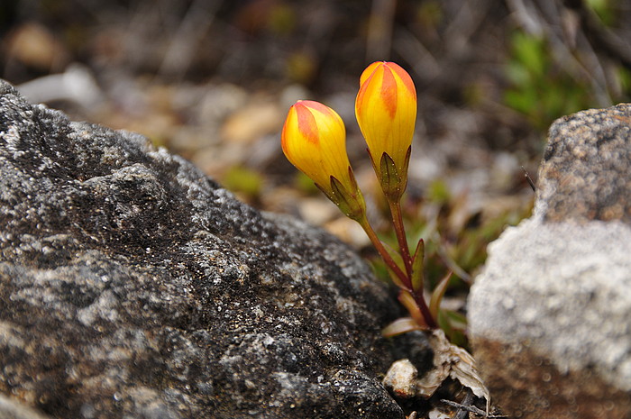 Gentianella hirculus (Enzianart)