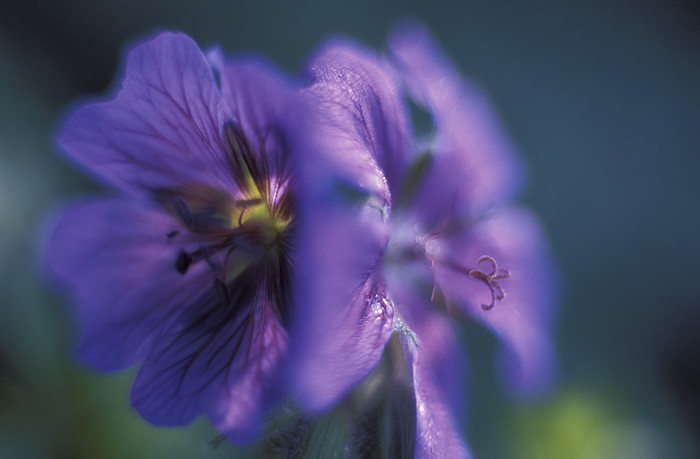 Geranium