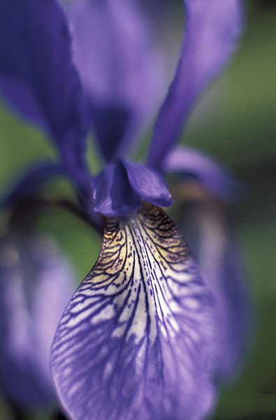 Iris Prismatica