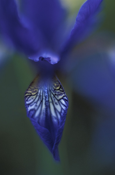 Iris Prismatica