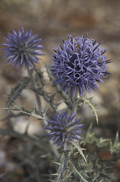 Blaue Kugeldistel