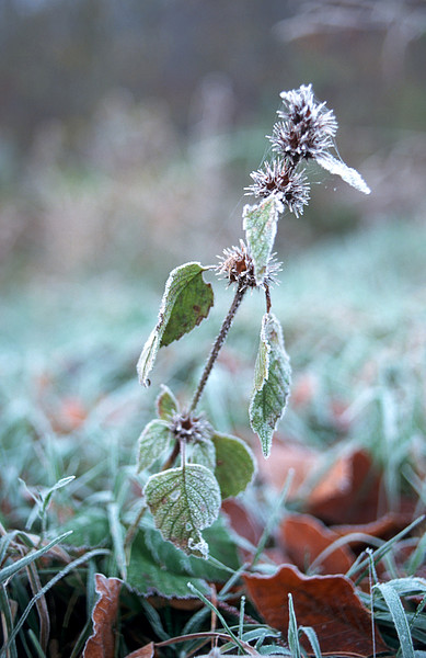 Frost