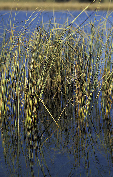 Lauenensee