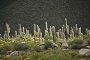 Kakteenwald Las Pailas