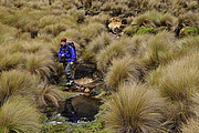 Wandern im P.N. Cajas