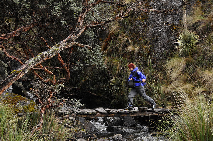 Bach im Cajas P.N.