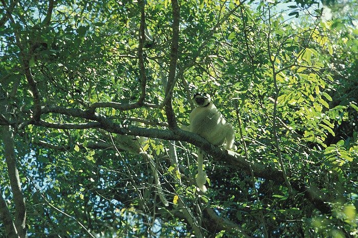 Lemur im Isalo NP