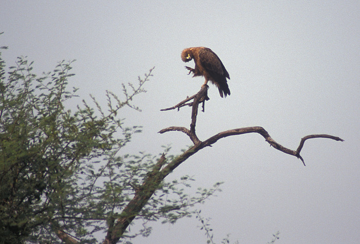 Adler
